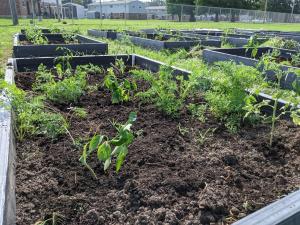 LaLumier community garden beds after being prepped and planted this summer. 