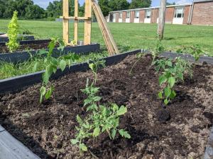 LaLumier community garden beds after being prepped and planted this summer. 