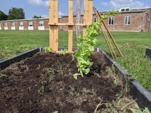 LaLumier community garden beds after being prepped and planted by volunteers this summer. 